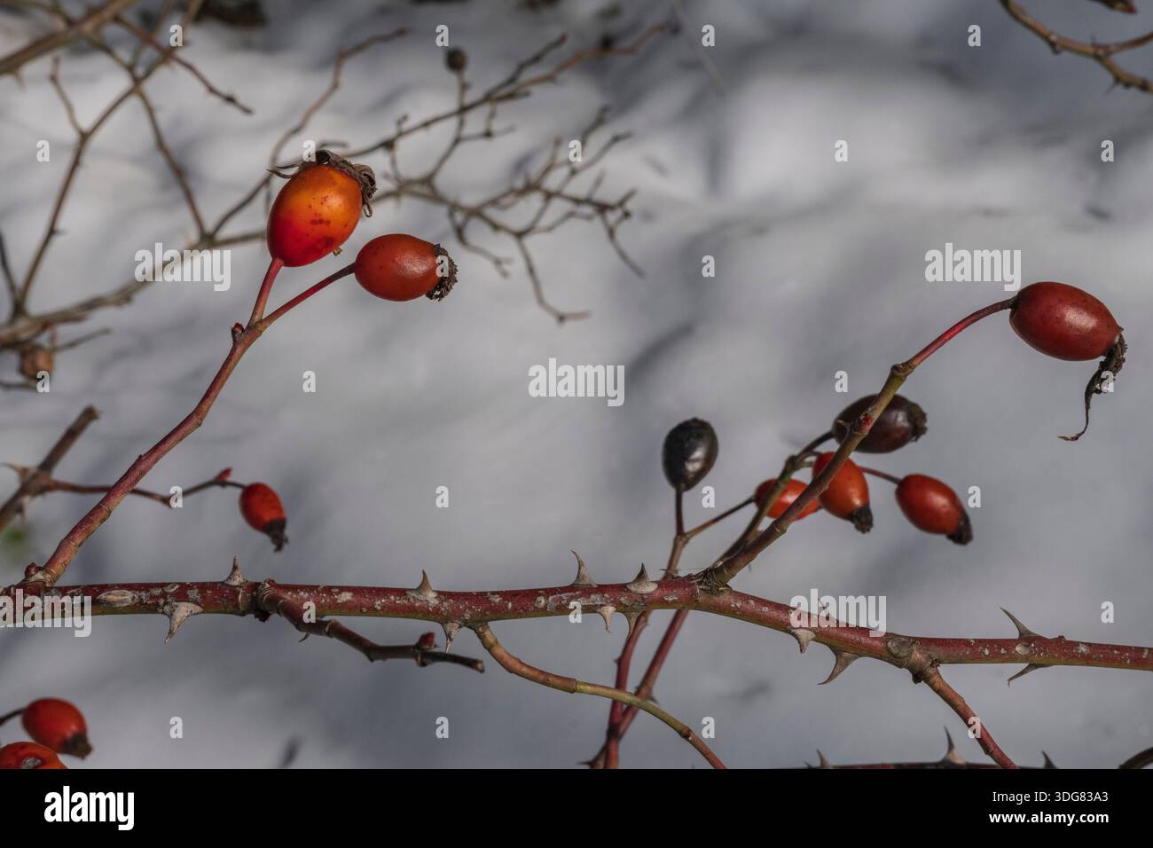 Frutti di palissandro con rami e spine in inverno con neve sullo sfondo Foto Stock