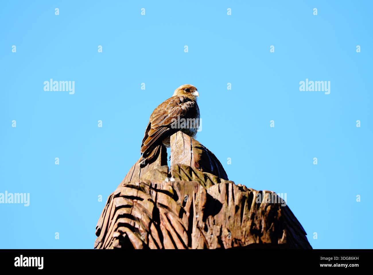 (Daptrius chimango) chimango de pie sobre una estatua de madera Foto Stock