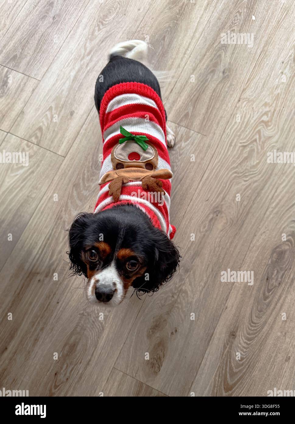 Piccolo cane con maglione natalizio a righe rosso e bianco con un design a renna che si erge su un pavimento in legno rivolto verso l'alto Foto Stock