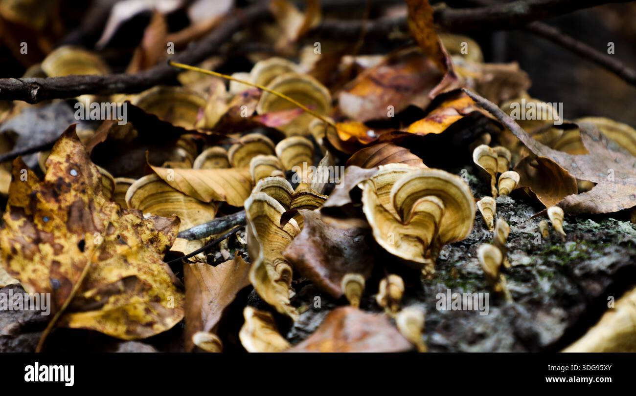 Foglie autunnali cadute sparse sulla superficie verde della palude creando una texture naturale stagionale. Foto Stock