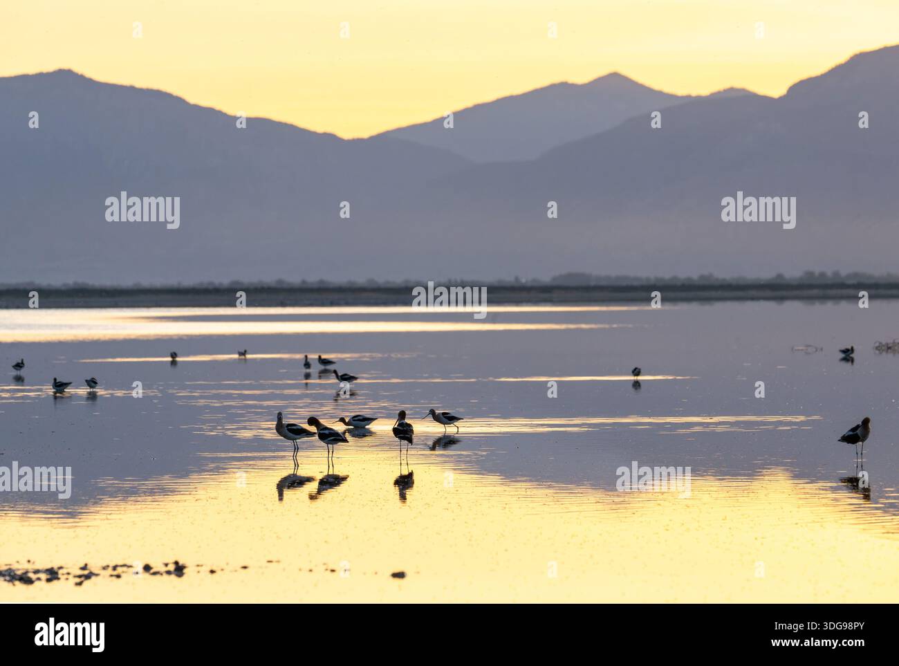Avoceti americani si forgiano per insetti acquatici al tramonto - Utah Foto Stock