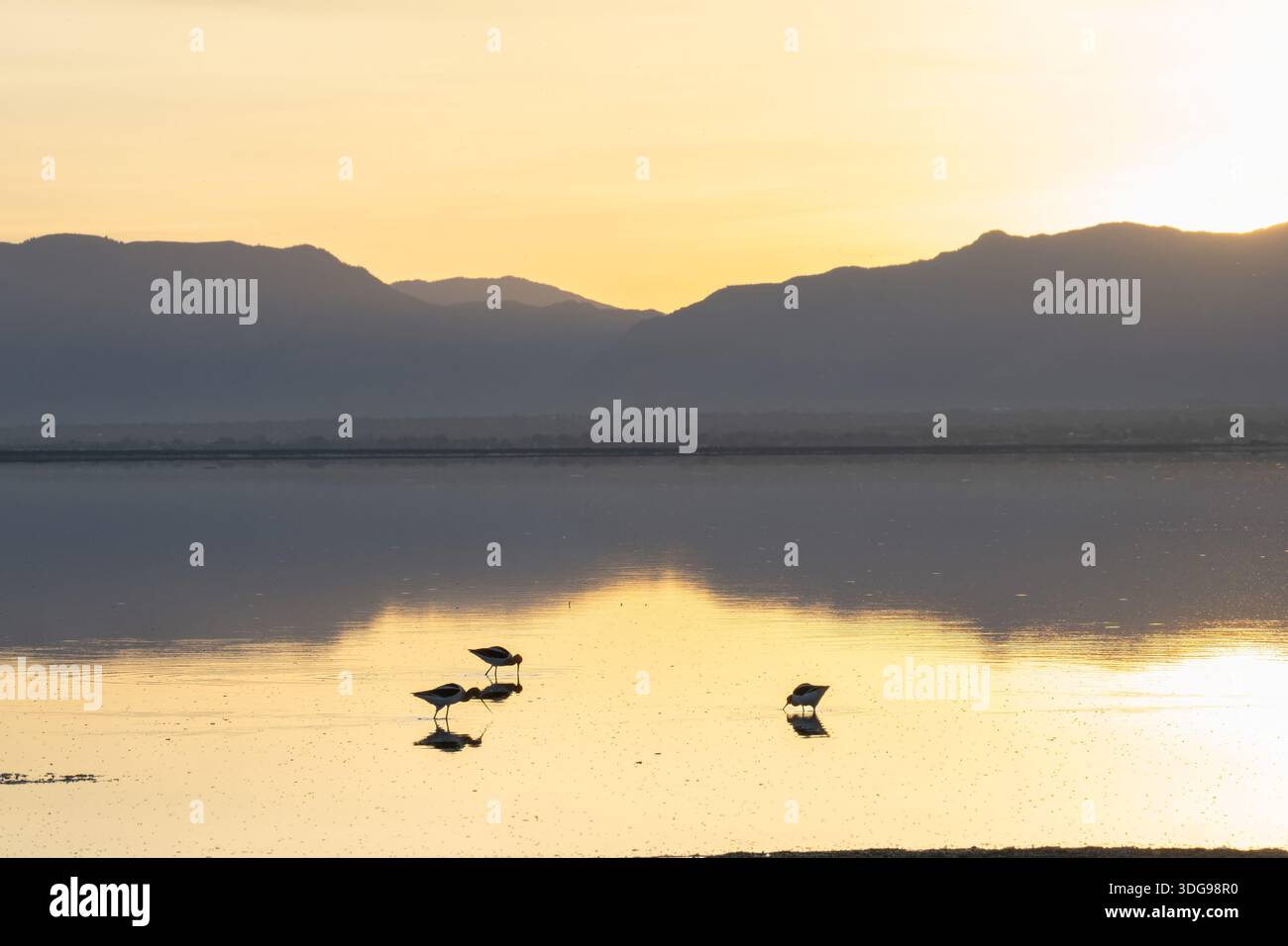 Avoceti americani si forgiano per insetti acquatici al tramonto - Utah Foto Stock