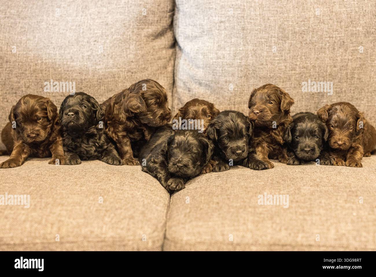 Cuccioli di aragosta seduti insieme mostrando cappotti soffici, espressioni giocose e volti adorabili Foto Stock