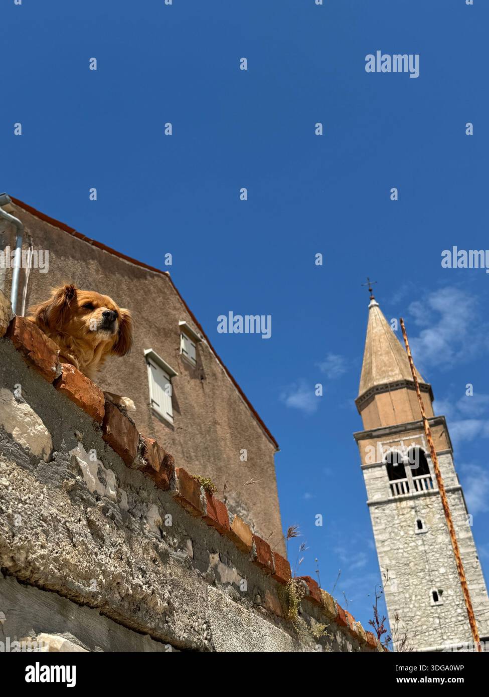 Piccolo cane marrone che sbircia su un muro di pietra con balcone con storico campanile sullo sfondo sotto il cielo blu - Immagine stock catturata con smartphone