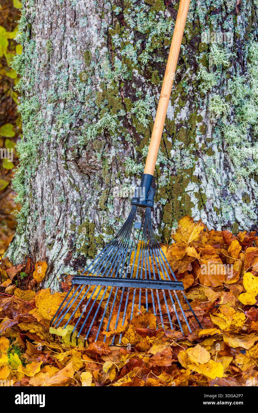 Rastrello per prato appoggiato su un albero e foglie marroni a terra Foto Stock