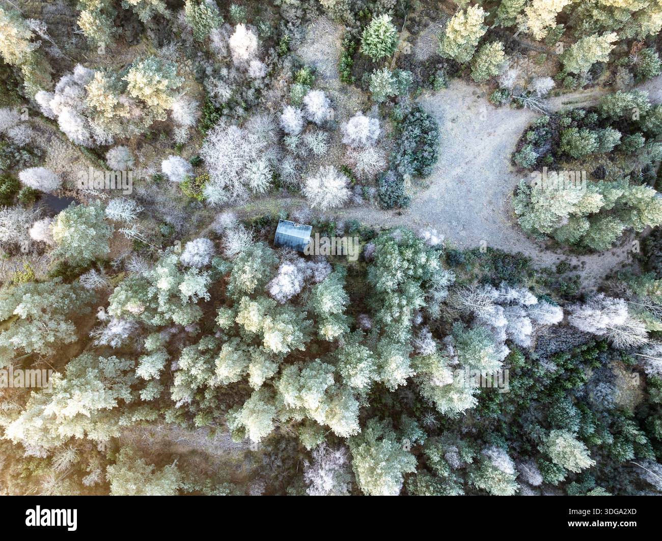 Vista aerea di un paesaggio ghiacciato con una piccola struttura annidata tra gli alberi, i loro rami polverati di neve, la Foresta Caledoniana, il Cairngorms Nat Foto Stock