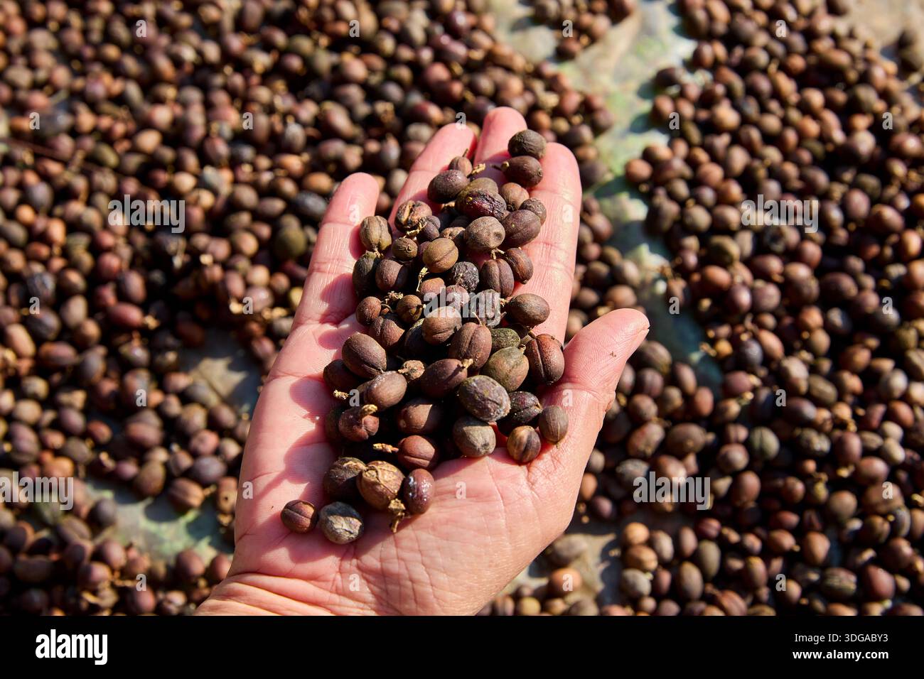 Chicchi di caffè essiccati a mano all'aperto Foto Stock