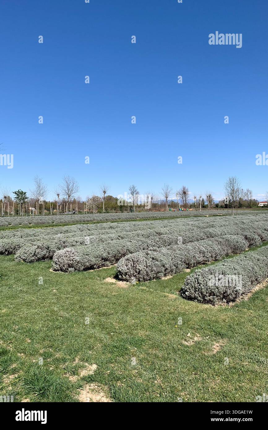 Campo di lavanda in primavera in Veneto, Italia settentrionale, Europa. Natura e paesaggio primaverile. Coltivazione della lavanda. Apicoltura. - Immagine stock catturata con smartphone