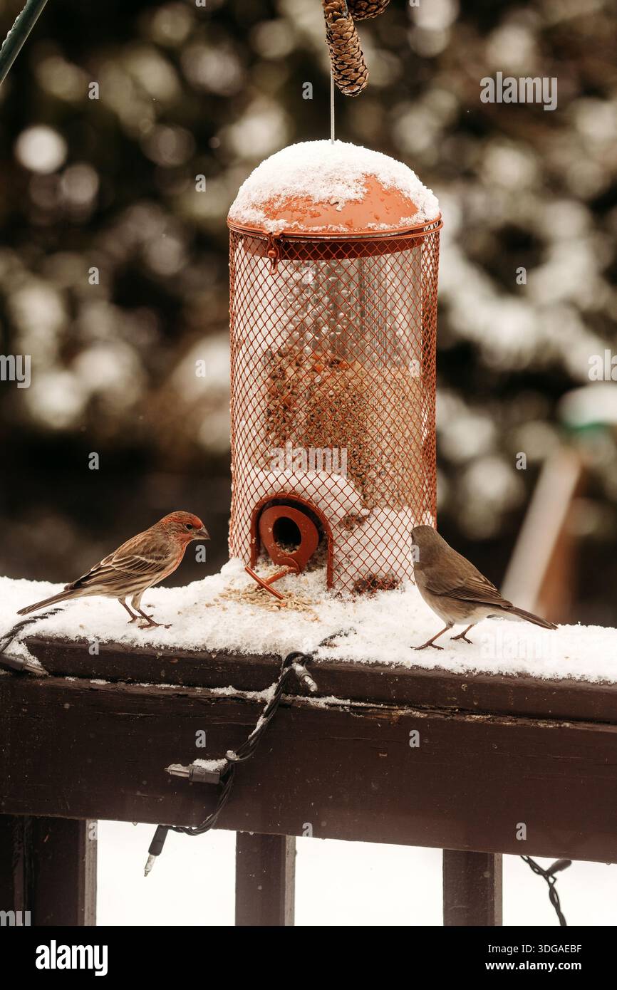 uccelli e un alimentatore per uccelli nella neve invernale Foto Stock
