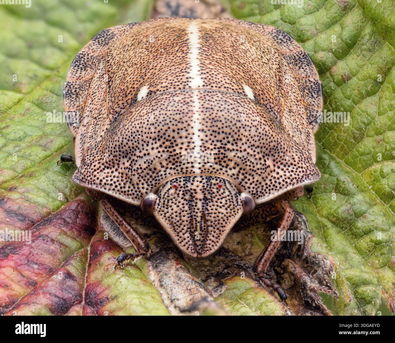 Tartaruga (Shieldbug Eurygaster "testudinaria) in appoggio sulla lamina. Tipperary, Irlanda Foto Stock