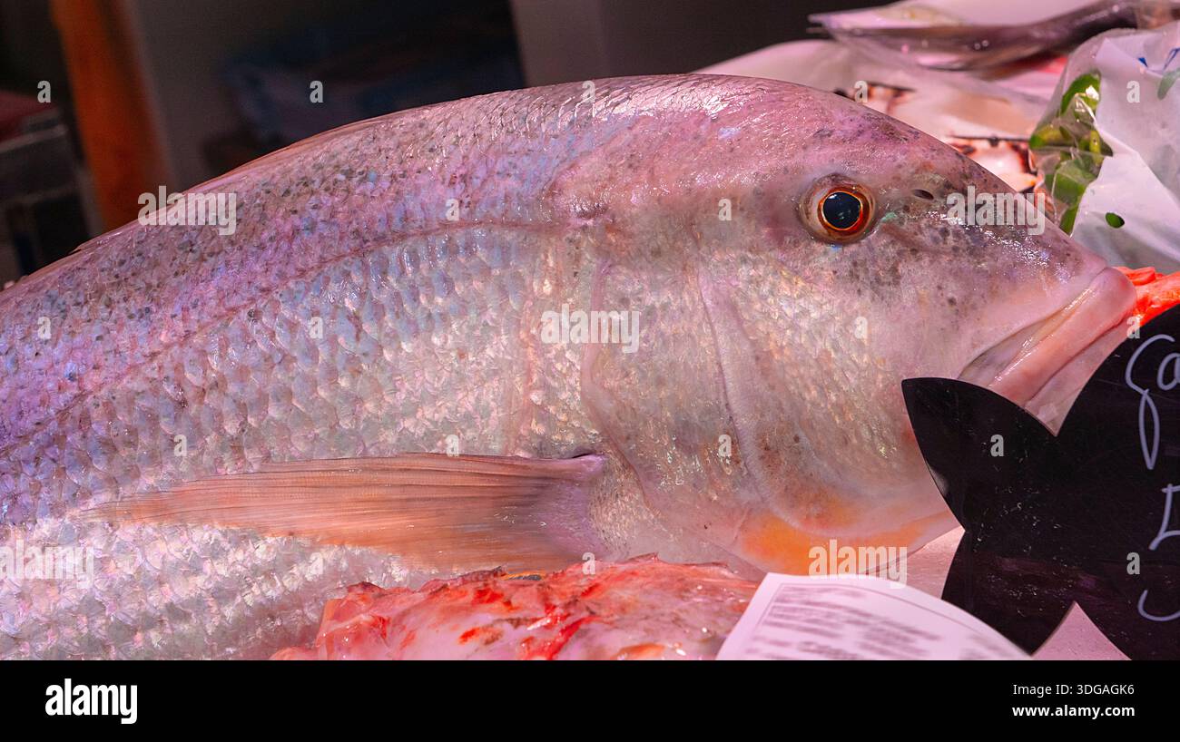 Pesce fresco comune Dentex esposto in vendita al mercato del pesce, Mar Mediterraneo, Spagna, Europa Foto Stock