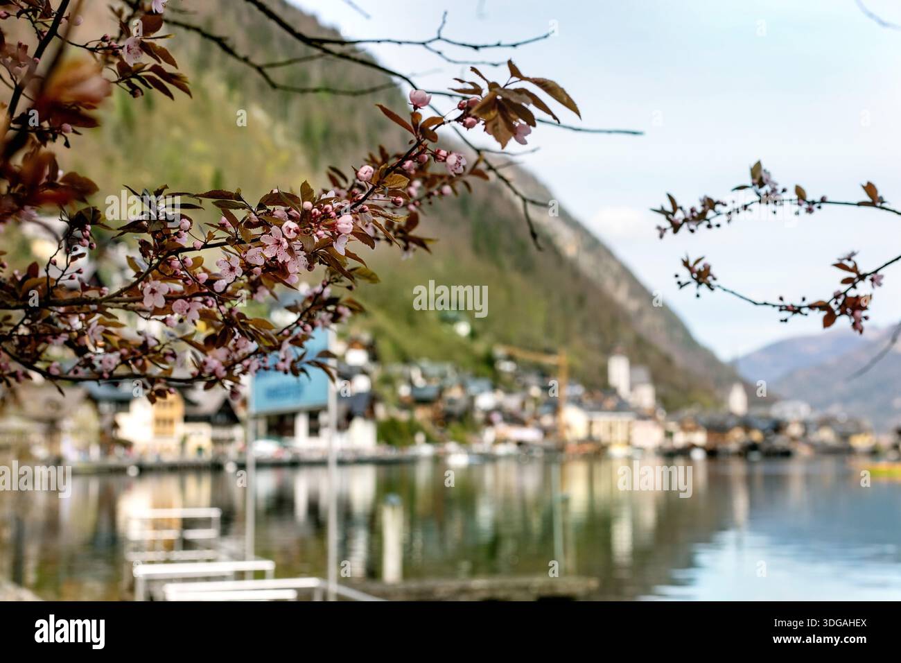 Hallstatt, Austria. I fiori di ciliegio fanno da cornice alla pittoresca scena alpina del lago con lo sfondo delle montagne. Delicati fiori rosa fioriscono contro il lak sfocato Foto Stock