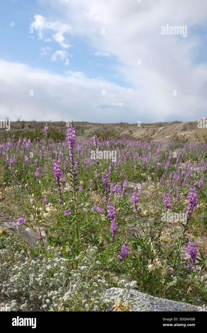 Lupine viola dell'Arizona durante la super fioritura nel deserto Foto Stock