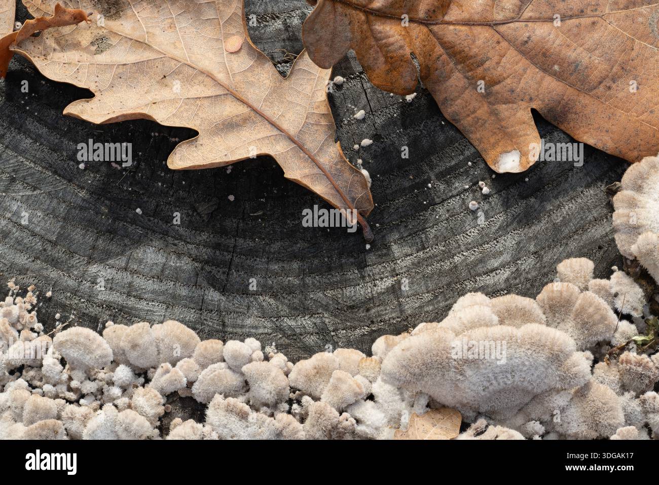 schizophyllum comune fungo vicino foglia nella foresta Foto Stock