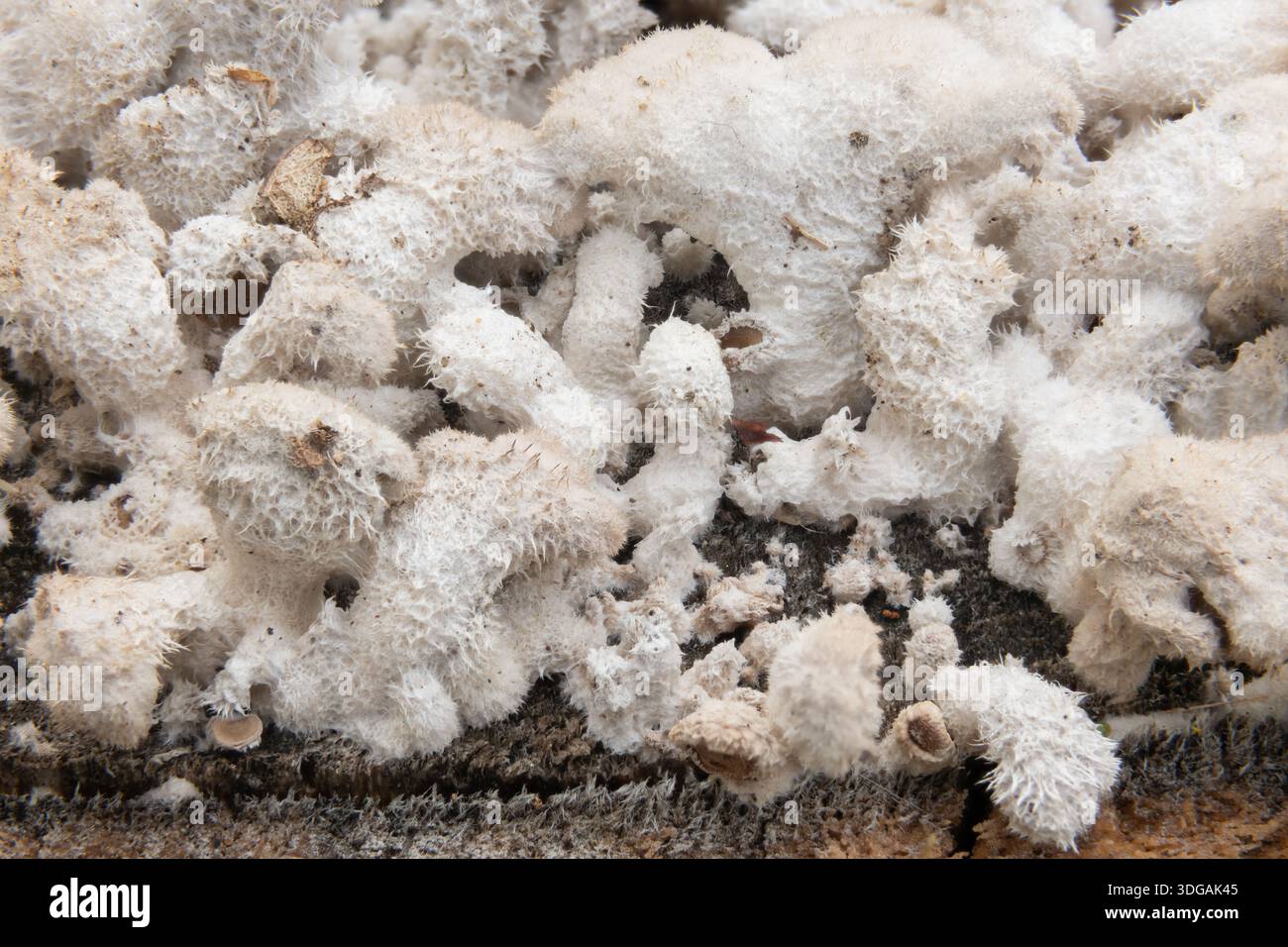 schizophyllum comune ammasso di funghi primo piano Foto Stock