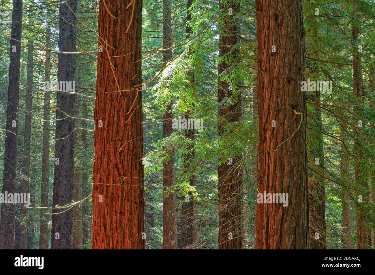Redwood Trunks & boughs Charles-Ackers Redwood Grove & Naylor-Pinetum, Leighton, Montgomeryshire, Galles Regno Unito Foto Stock