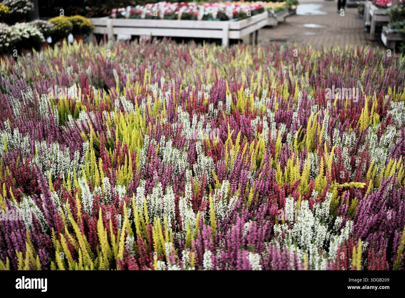 Esposizione di massa di piante di erica colorate (Calluna vulgaris) in vendita in un esclusivo centro giardino, che mostra la vibrante varietà "Beauty High Five". Foto Stock