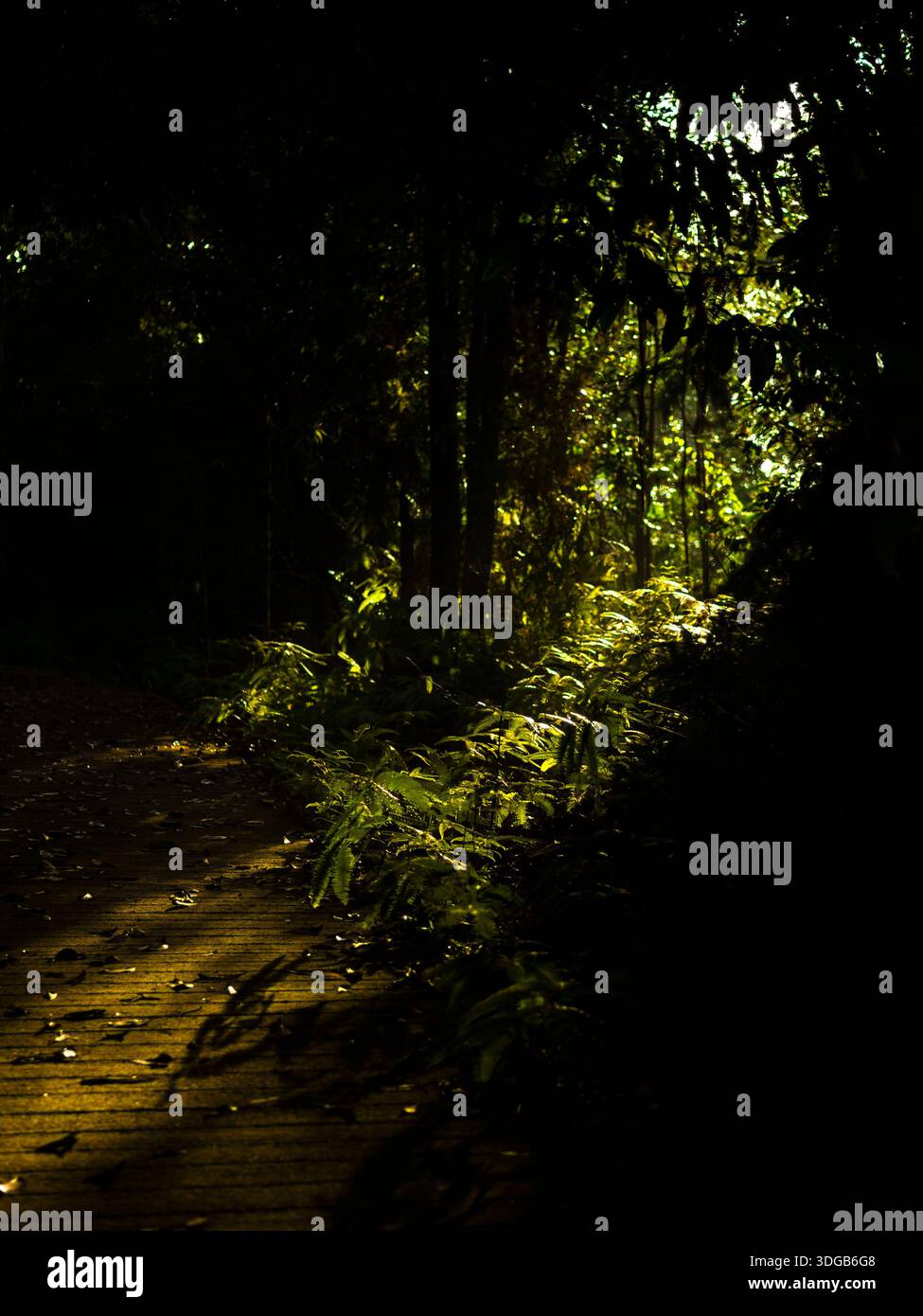 Il suggestivo raggio di sole attraversa la tettoia della Foresta oscura su Green Ferns e una passerella in legno Foto Stock