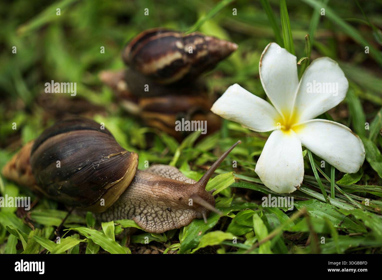 Una foto macro di primo piano di due lumache con conchiglie appoggiate sull'erba verde nel loro habitat naturale. Composizione della fauna selvatica con dettagli raffinati e fiori. Foto Stock