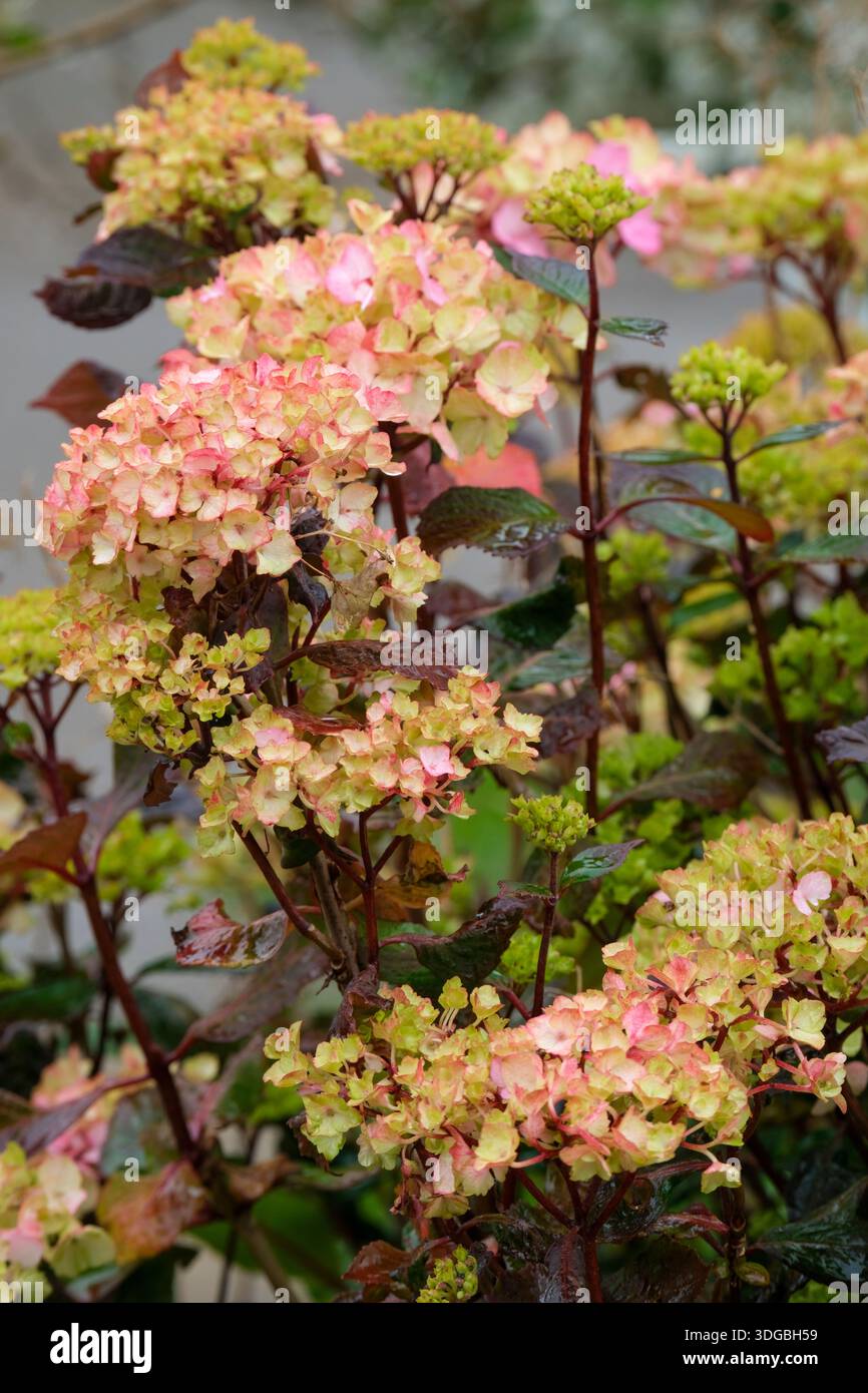 Hydrangea preziosa, le giovani foglie di bronzo diventano di rosso intenso in autunno, i fiori sterili rosa invecchiano fino al rosso-viola Foto Stock