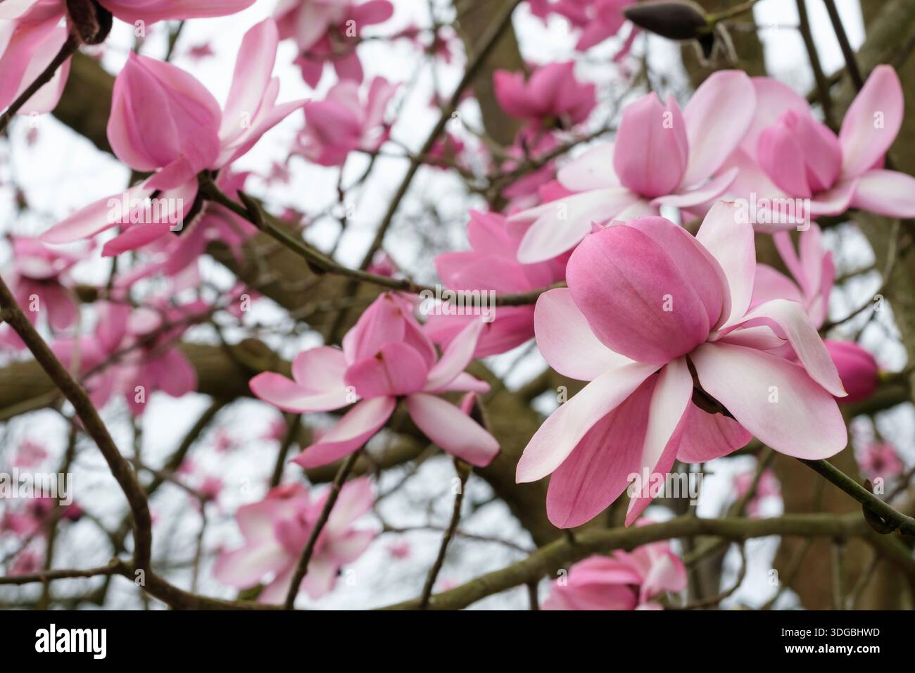 Magnolia campbellii, magnolia Campbell's, inizialmente fiori rosa a forma di calice che si diffondono in larga misura a forma di ninfee Foto Stock