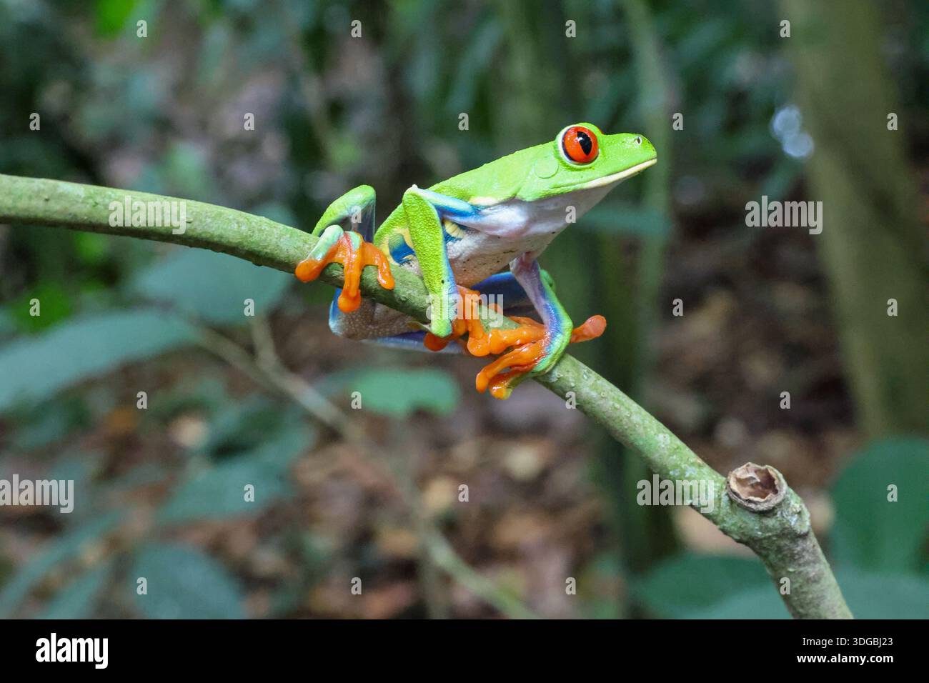 Una rana dagli occhi rossi si trova su un ramo in Costa Rica Foto Stock