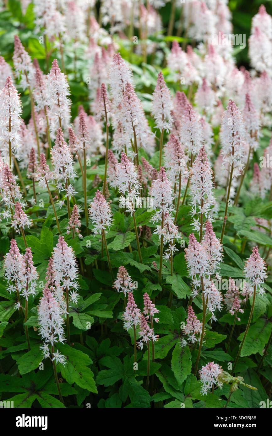 Tiarella Spring Symphony, fiori di schiuma Spring Symphony, con lobo profondo, foglie verdi marcate viola su midrib, guglie stellate, fiori bianchi cremosi, Foto Stock