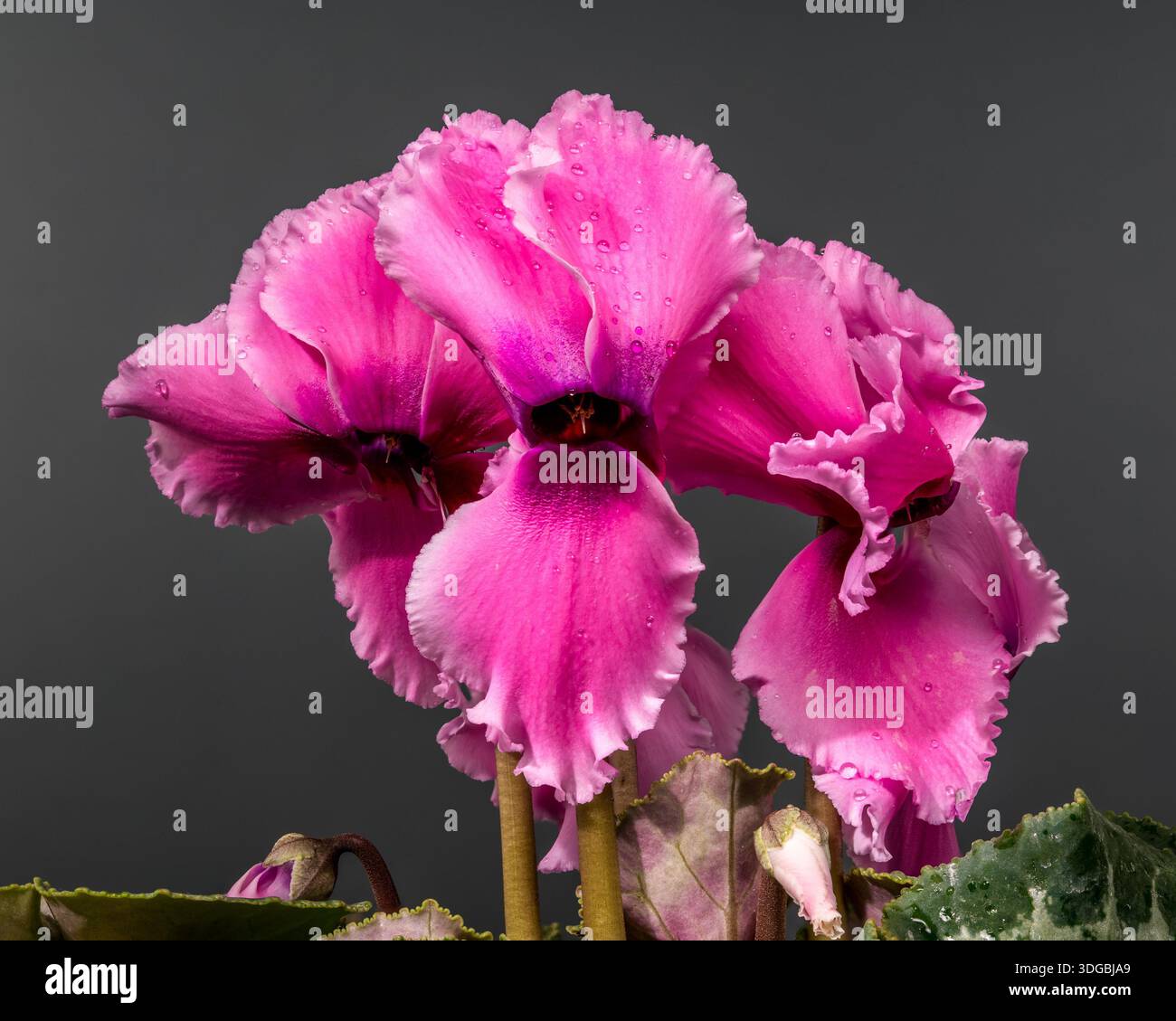 Un primo piano di fiori ciclamini rosa in fiore con petali arricciati e goccioline di rugiada del mattino, su uno sfondo grigio neutro Foto Stock