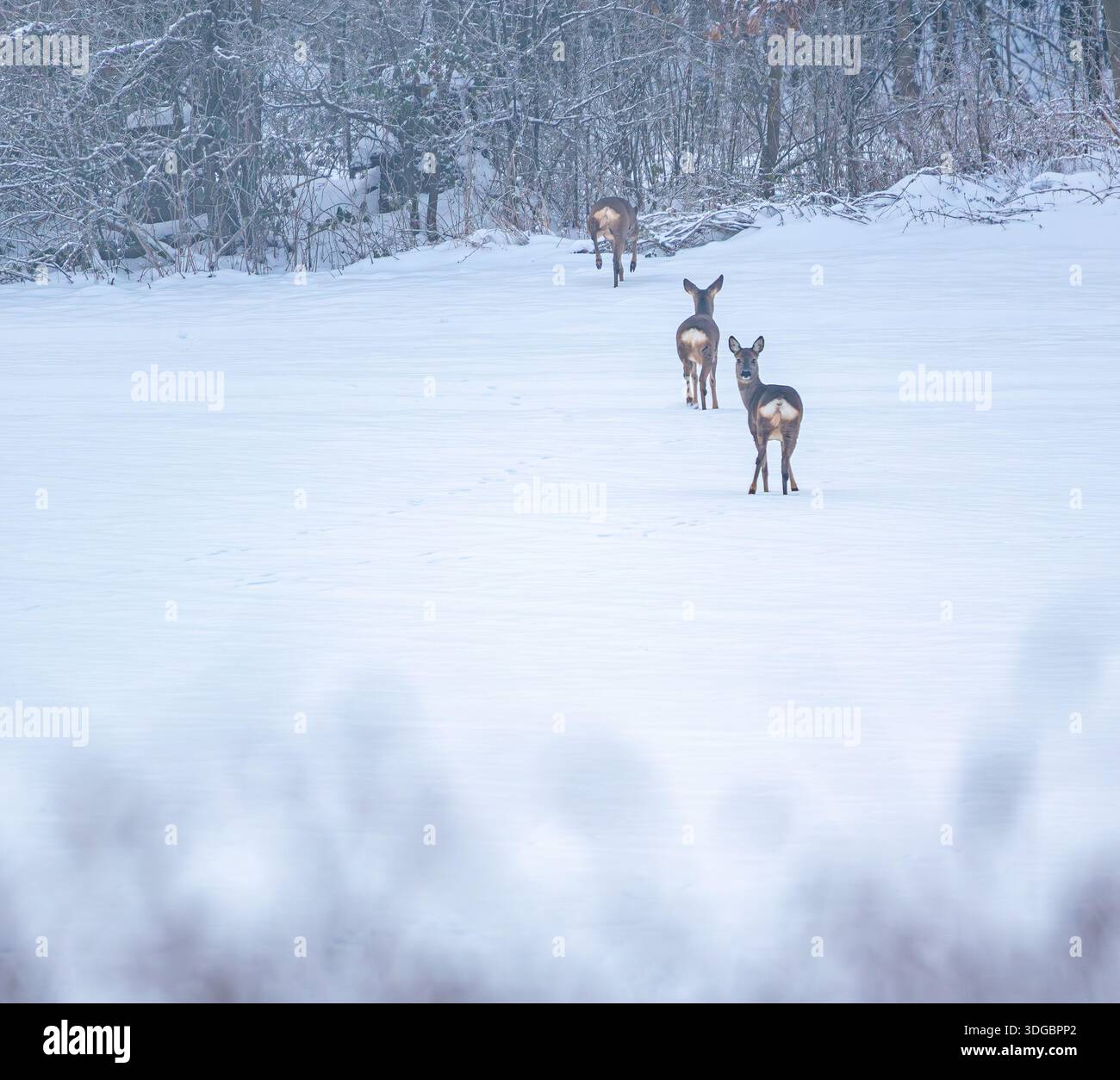 Rehe im Schnee Foto Stock
