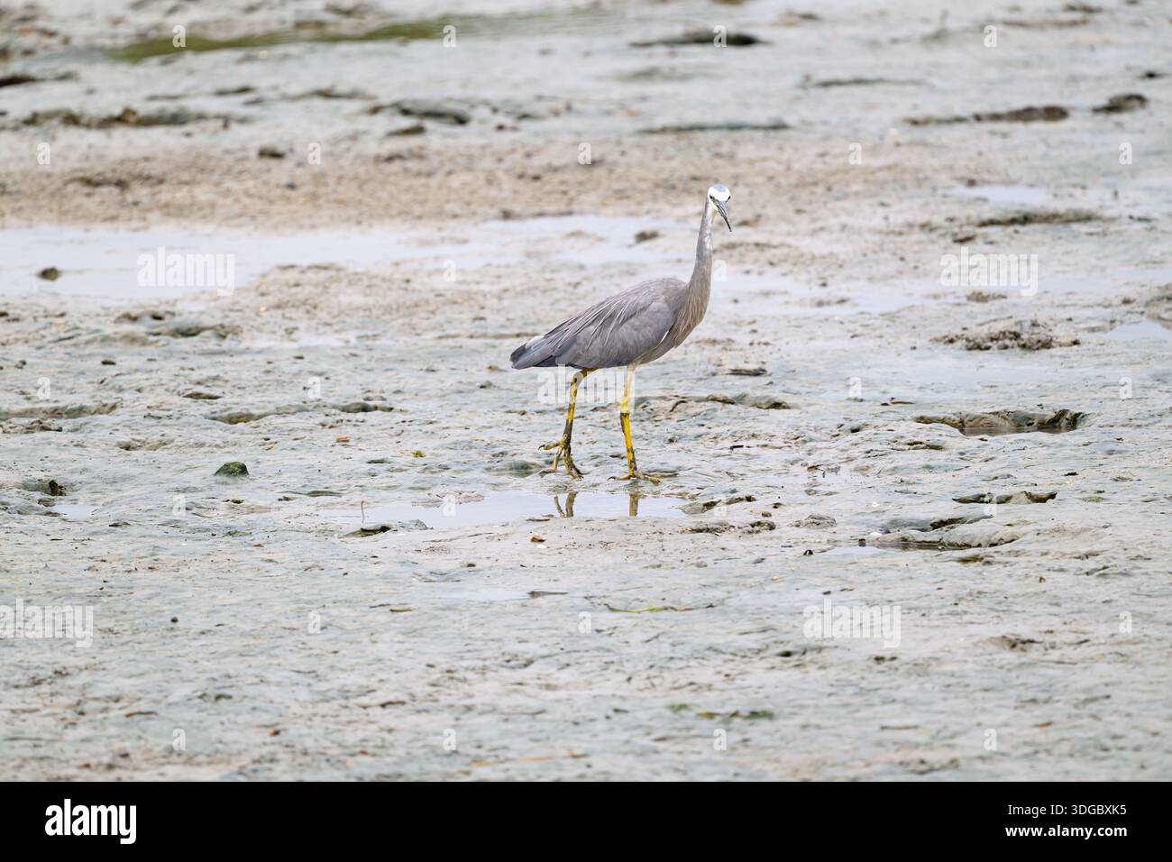 Un airone dalla faccia bianca (Egretta novaehollandiae) che segue le distese di fango con la bassa marea al largo della costa di Cairns, Queensland, Australia. Foto Stock