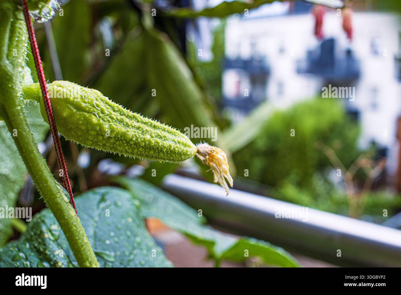 Primo piano di un giovane cetriolo bianco con una consistenza spessa e punta di fiore essiccato, che cresce su una vite in un giardino con balcone. Attenzione SOF Foto Stock
