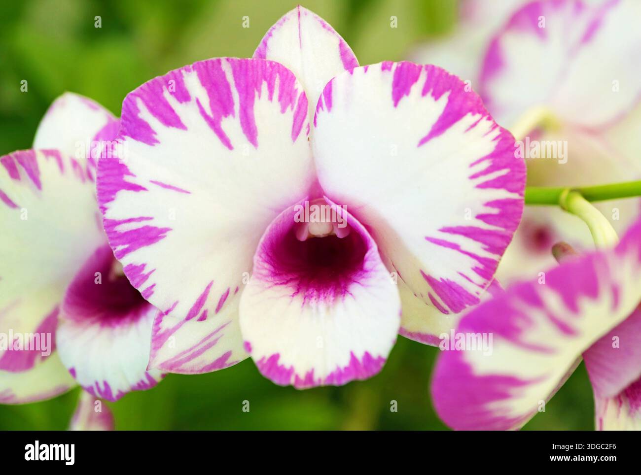 Nature's Brushstroke, Thai Elegance Orchid close-up Foto Stock