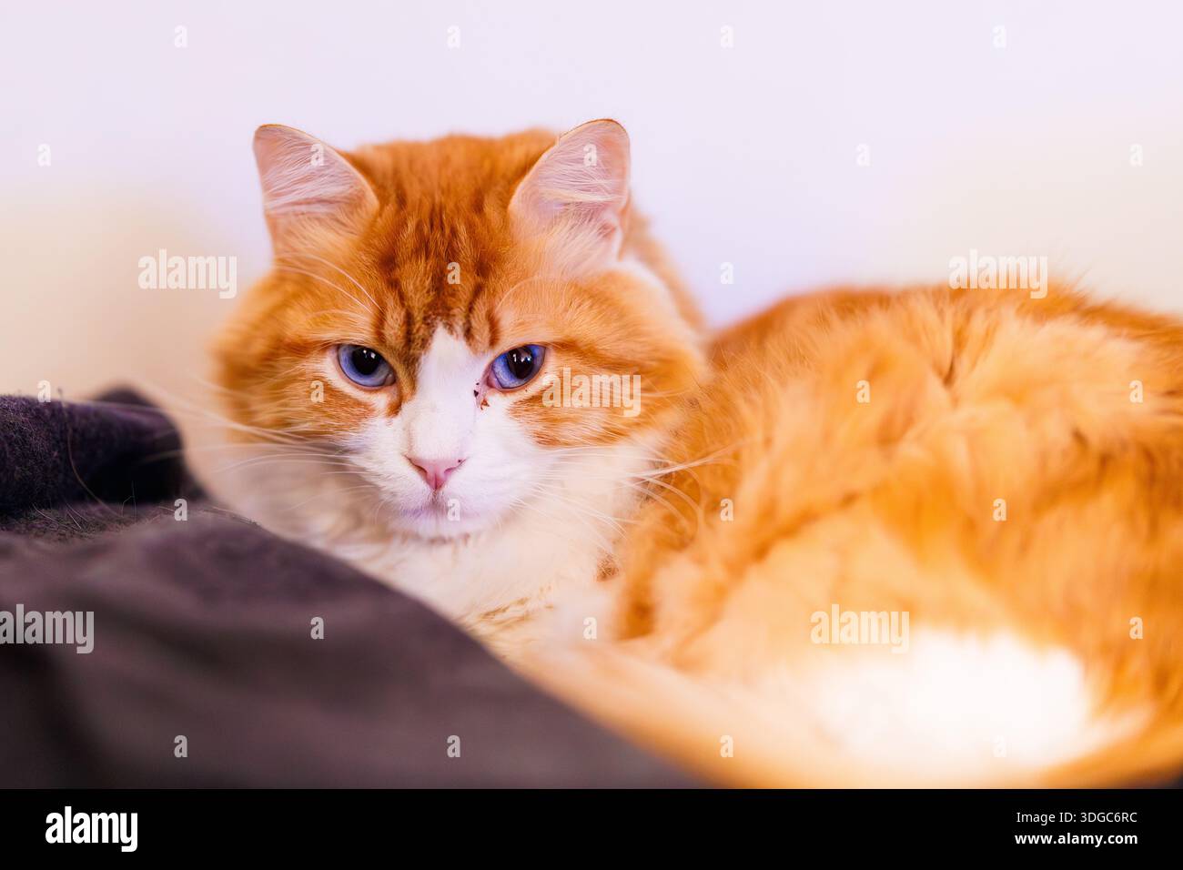 Uno splendido ritratto di Odin Newman, un gatto bianco e arancione soffice con occhi blu perforanti, che riposa comodamente a Villajoyosa. L'illuminazione soffusa empha Foto Stock