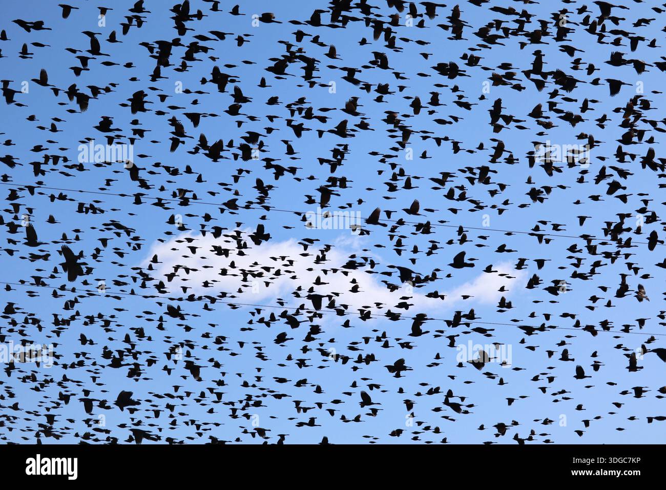 Molti Blackbirds con ali rosse migrano a nord attraverso il Minnesota centrale Foto Stock