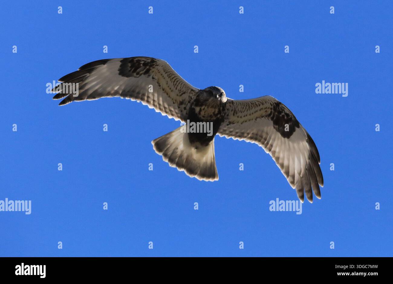 Hawk dalle gambe ruvide dal basso, nel Minnesota centrale Foto Stock