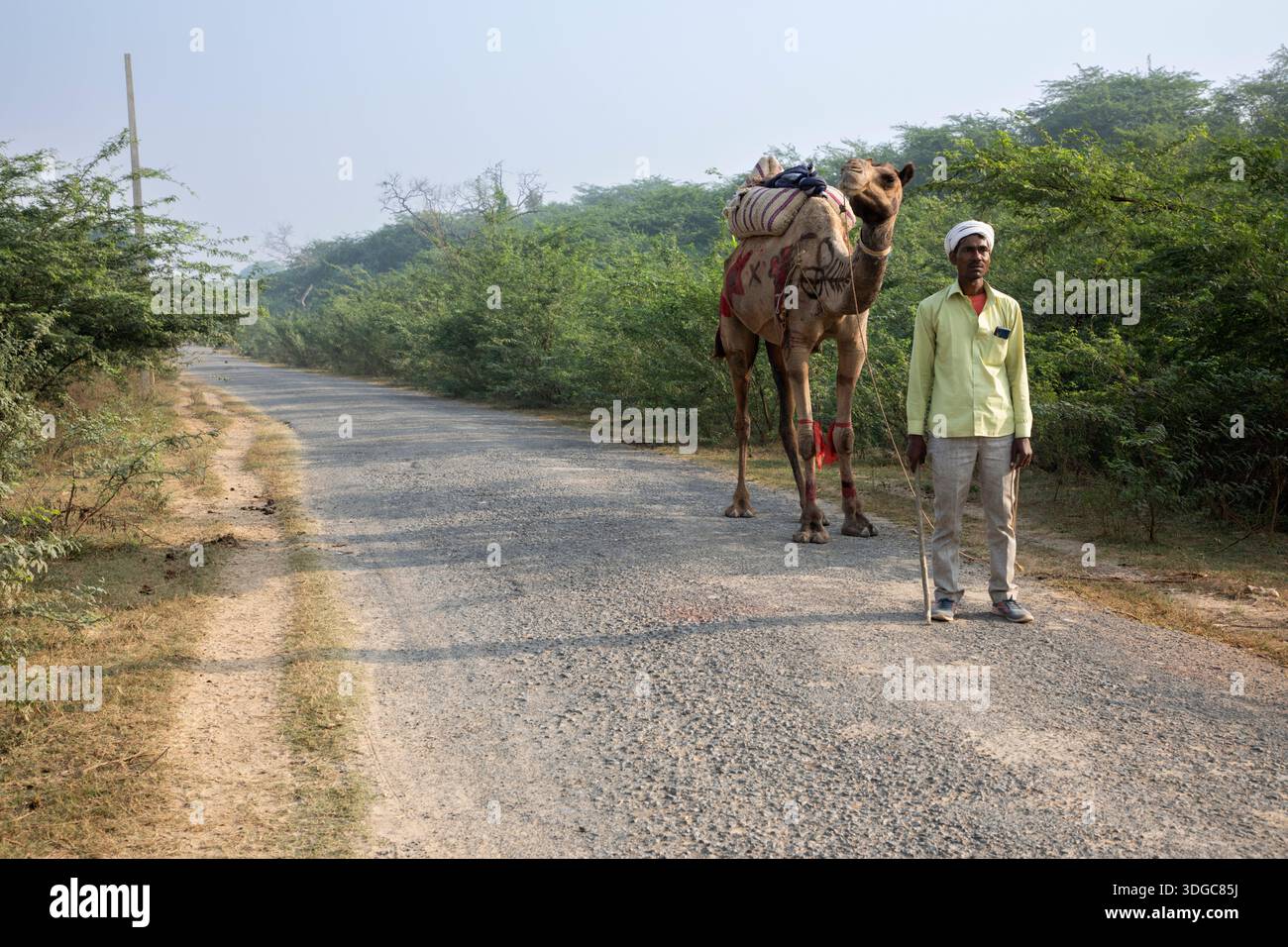 Uomo con cammello acquistato alla Fiera del bestiame di Bateshwar ritornando al suo villaggio natale, Bateshwar, Uttar Pradesh, India Foto Stock