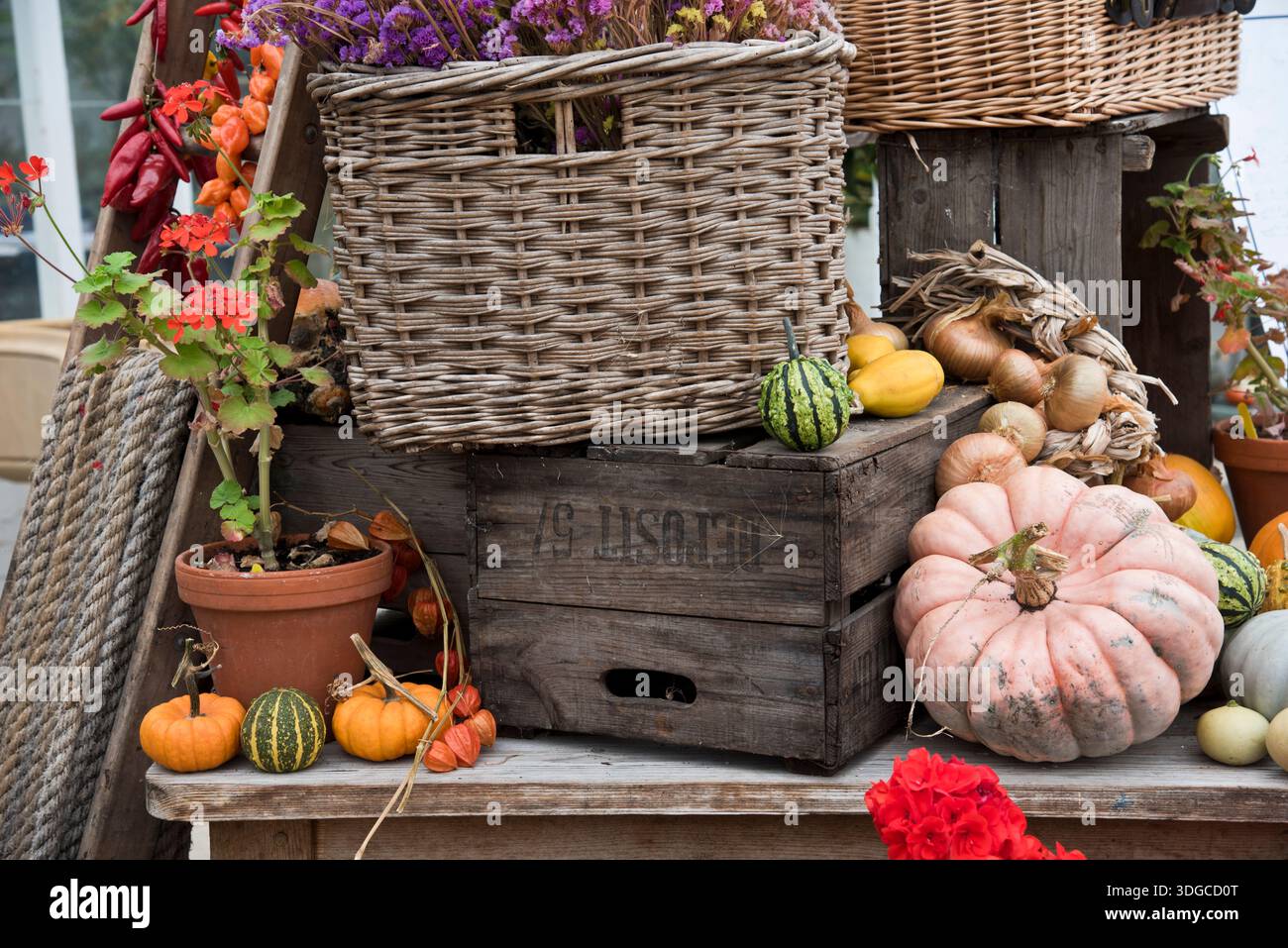 Raccolta autunnale di zucche e buongustai. Foto Stock