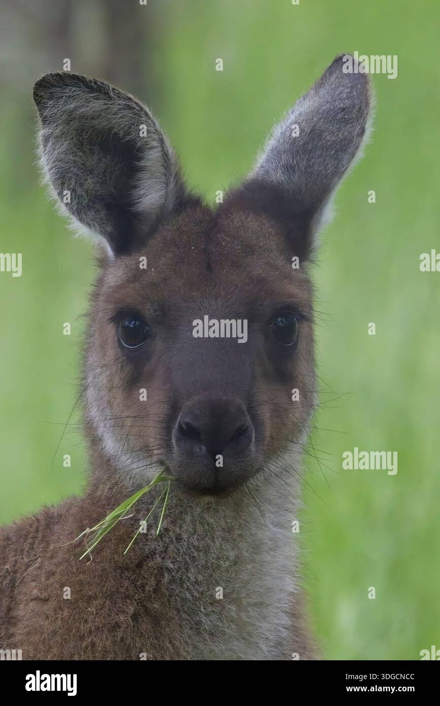 Un ritratto di un giovane canguro grigio occidentale (Macropus fuliginosus), mangiando, Belair National Park, Adelaide, Australia meridionale. Foto Stock