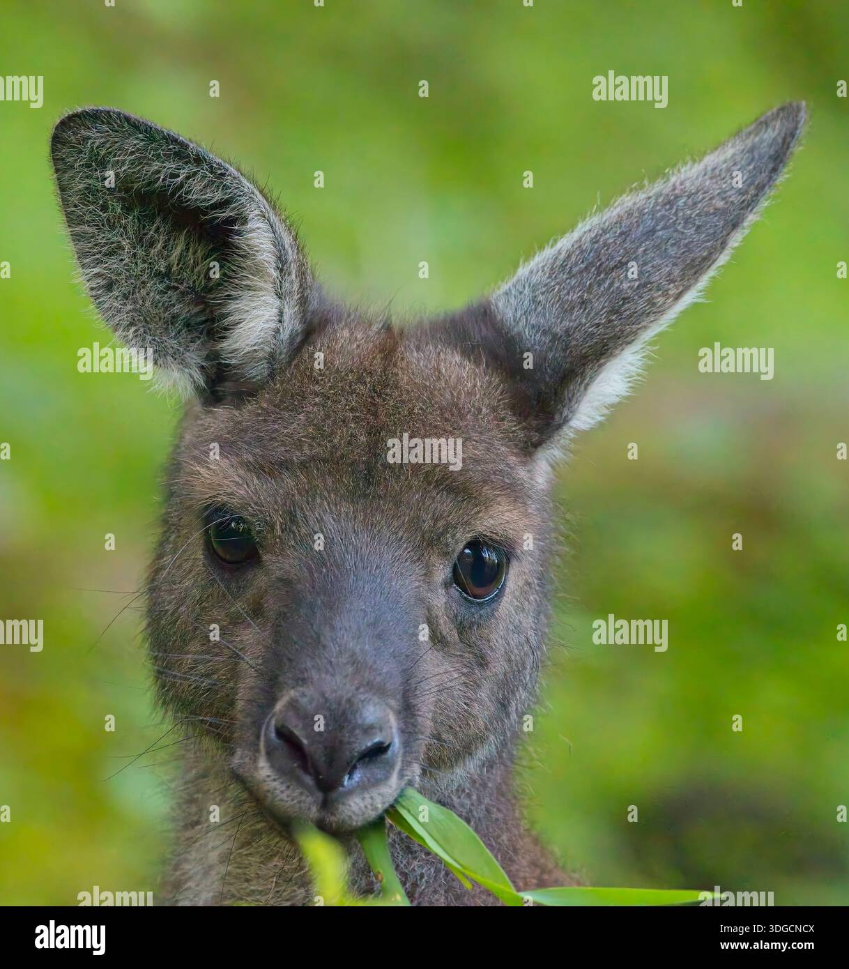 Un ritratto di un giovane canguro grigio occidentale (Macropus fuliginosus), mangiando, Belair National Park, Adelaide, Australia meridionale. Foto Stock