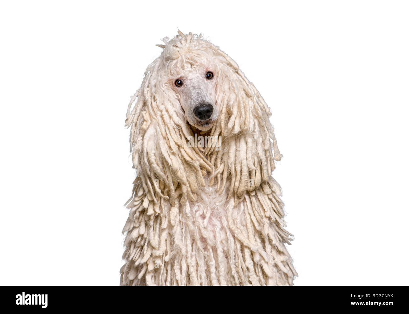 Cagnolino con filo bianco con esclusiva acconciatura dreadlocks su sfondo bianco Foto Stock