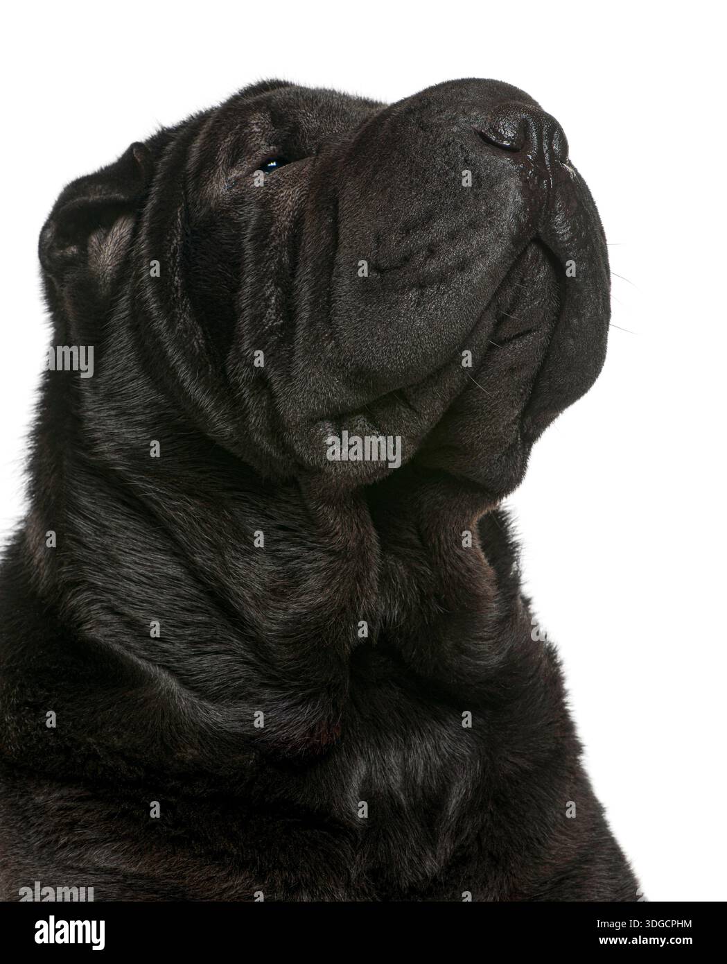 Il cane Black Shar pei guarda in alto, mostrando rughe caratteristiche e caratteristiche uniche della razza Foto Stock