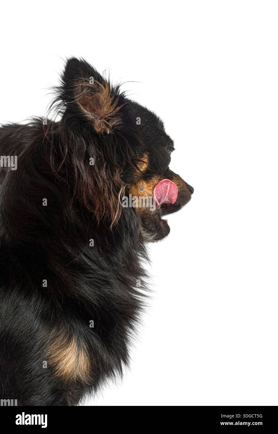 Il chihuahua nero e abbronzato leccherà la museruola su sfondo bianco Foto Stock