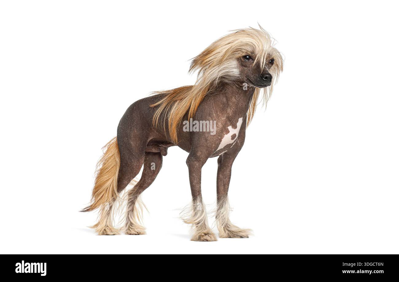 Cane crestato cinese in piedi, mostrando il suo corpo senza capelli e la criniera pelosa Foto Stock