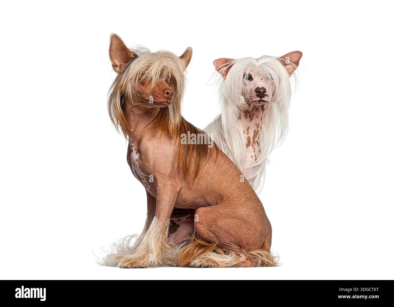 Un paio di cani cinesi senza capelli crestati in posa su uno sfondo bianco Foto Stock