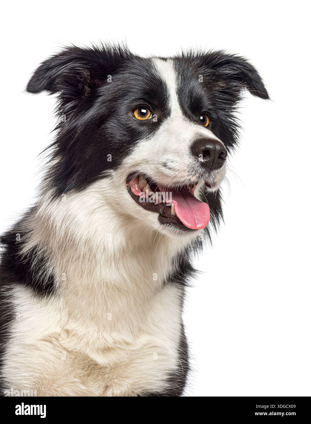 Collie dog con bordo bianco e nero che piange, guardando proprio con un volto espressivo Foto Stock