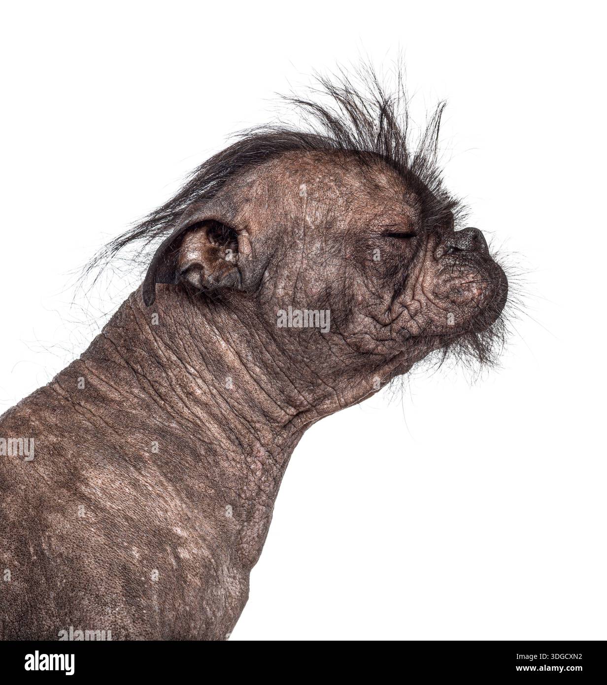 Razza mista senza peli, bulldog francese e cane cremoso cinese, con capelli spiffati e pelle rugosa su sfondo bianco Foto Stock