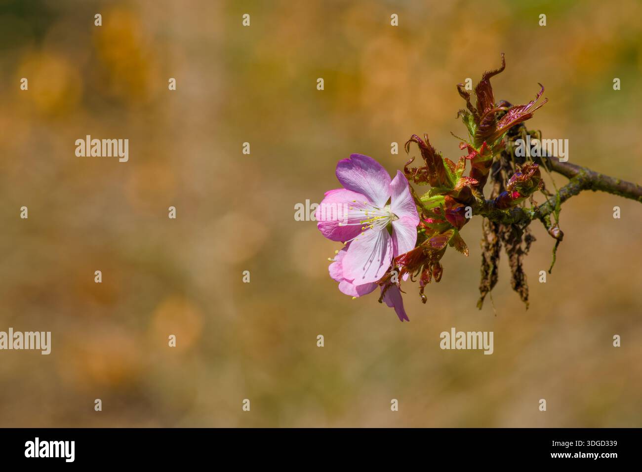 Ciliegio di Sargent o ciliegio collinare del Giappone settentrionale (Prunus sargentii) fiore su un ramoscello ravvicinato Foto Stock