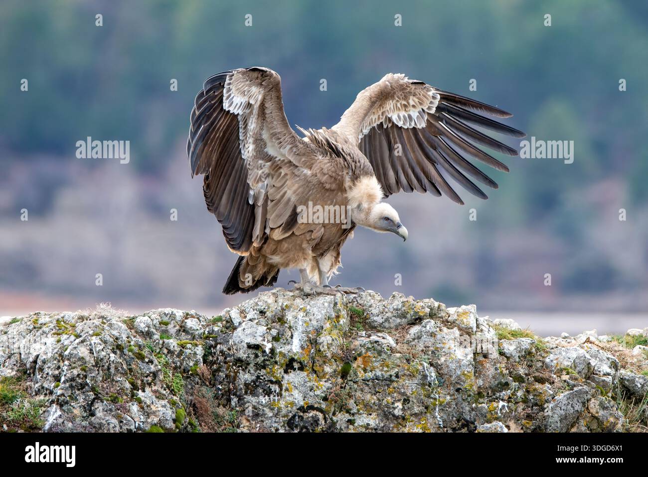 Buitre leonado posado sobre una roca con las alas extendidas en su Hábitat Natural. Foto Stock
