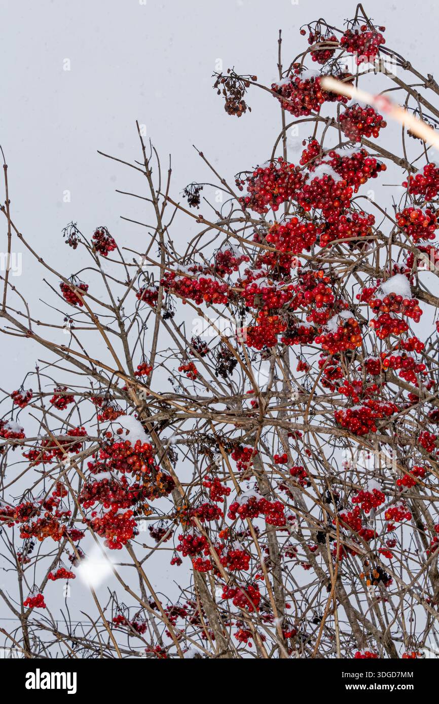 Bacche di un anziano di bacca rossa. Bacche rosse di rowan Foto Stock