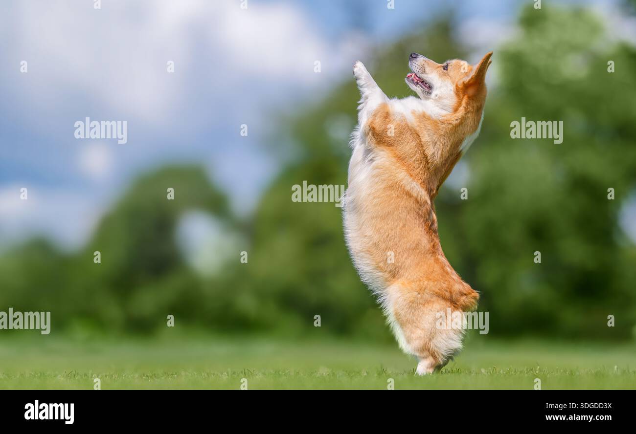 Giocosa salto con il cane corgi gallese durante gli allenamenti all'aperto in una giornata di sole. Animali domestici felici, obbedienza, agilità e stile di vita attivo. Foto Stock
